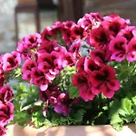Terrace Sirince Bed & Breakfast *