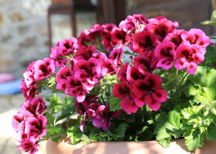 Terrace Sirince Bed & Breakfast *